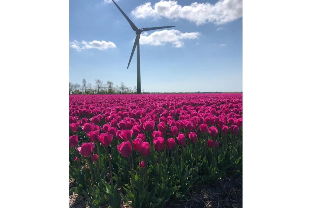 Strandhuis De Zon - Recreatiepark De Watersnip Petten Dış mekan fotoğraf